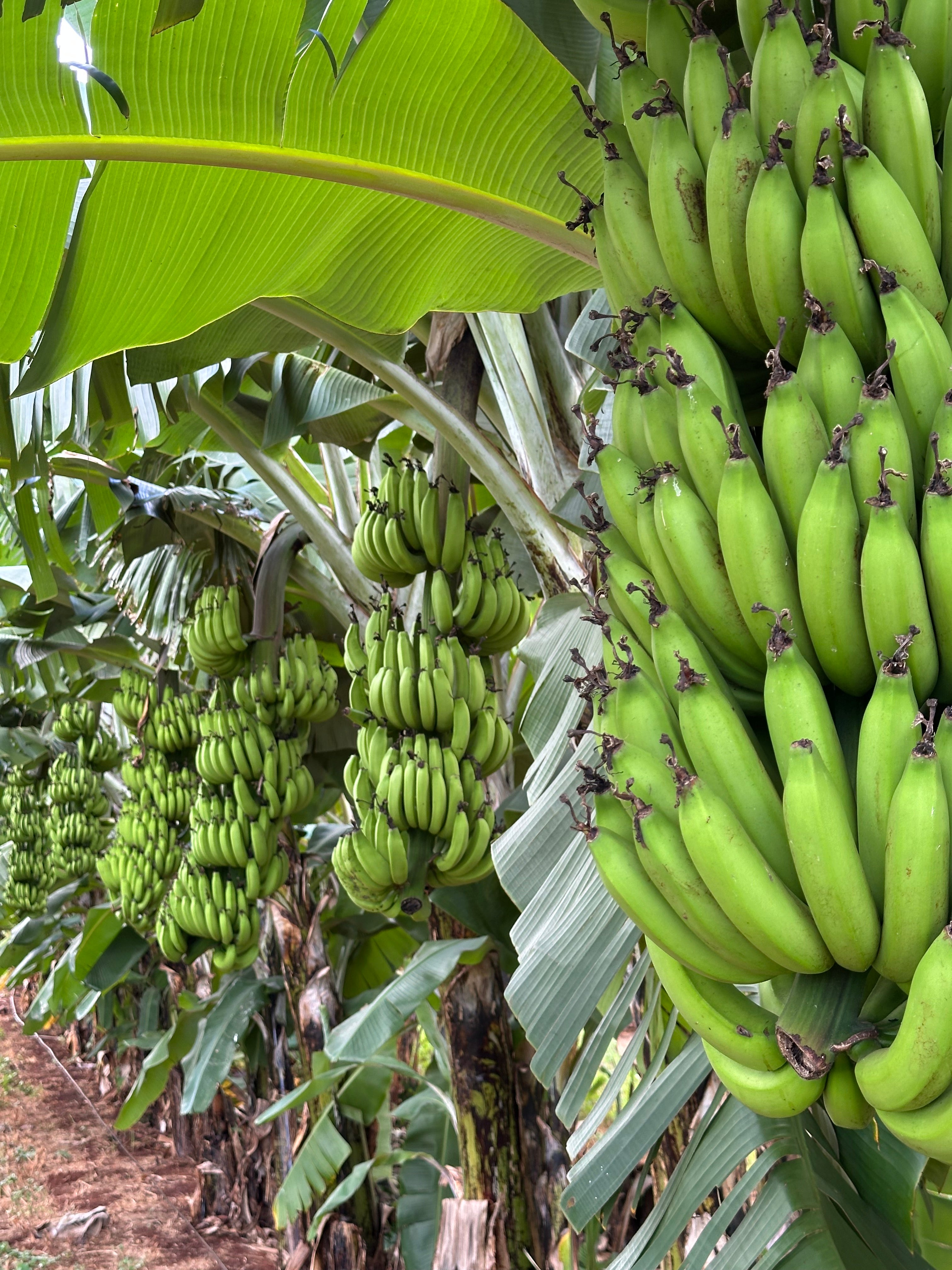 #Tahitian green 』 #パンの木の実 Gros Michel (Tall) Keiki – Hawaiʻi Banana Source