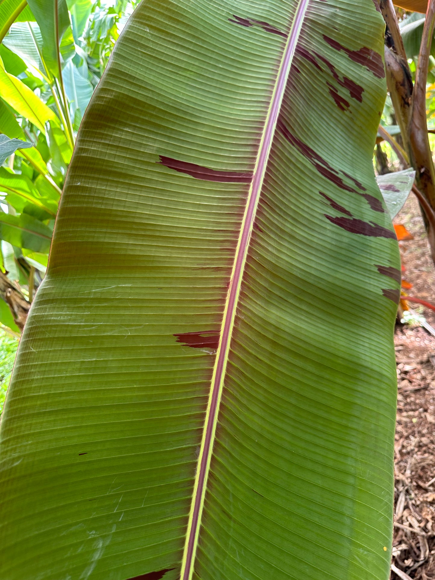 Malaysian Blood Keiki