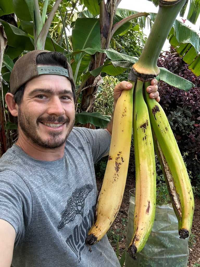 Hawaii Banana Source Farm Tour — O'ahu
