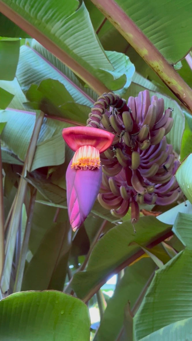 Hawaii Banana Source Farm Tour — O'ahu