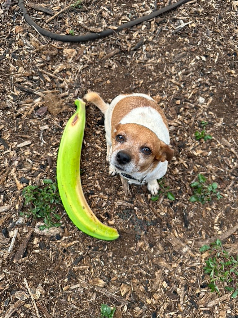 Hawaii Banana Source Farm Tour — O'ahu