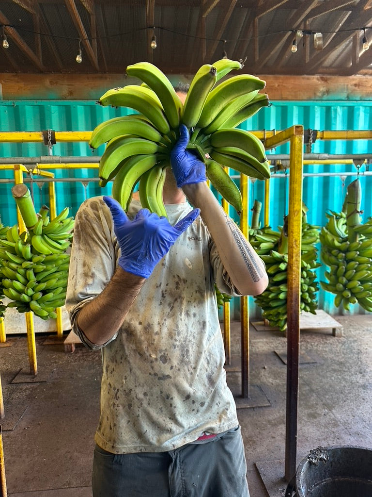 Hawaii Banana Source Farm Tour — O'ahu