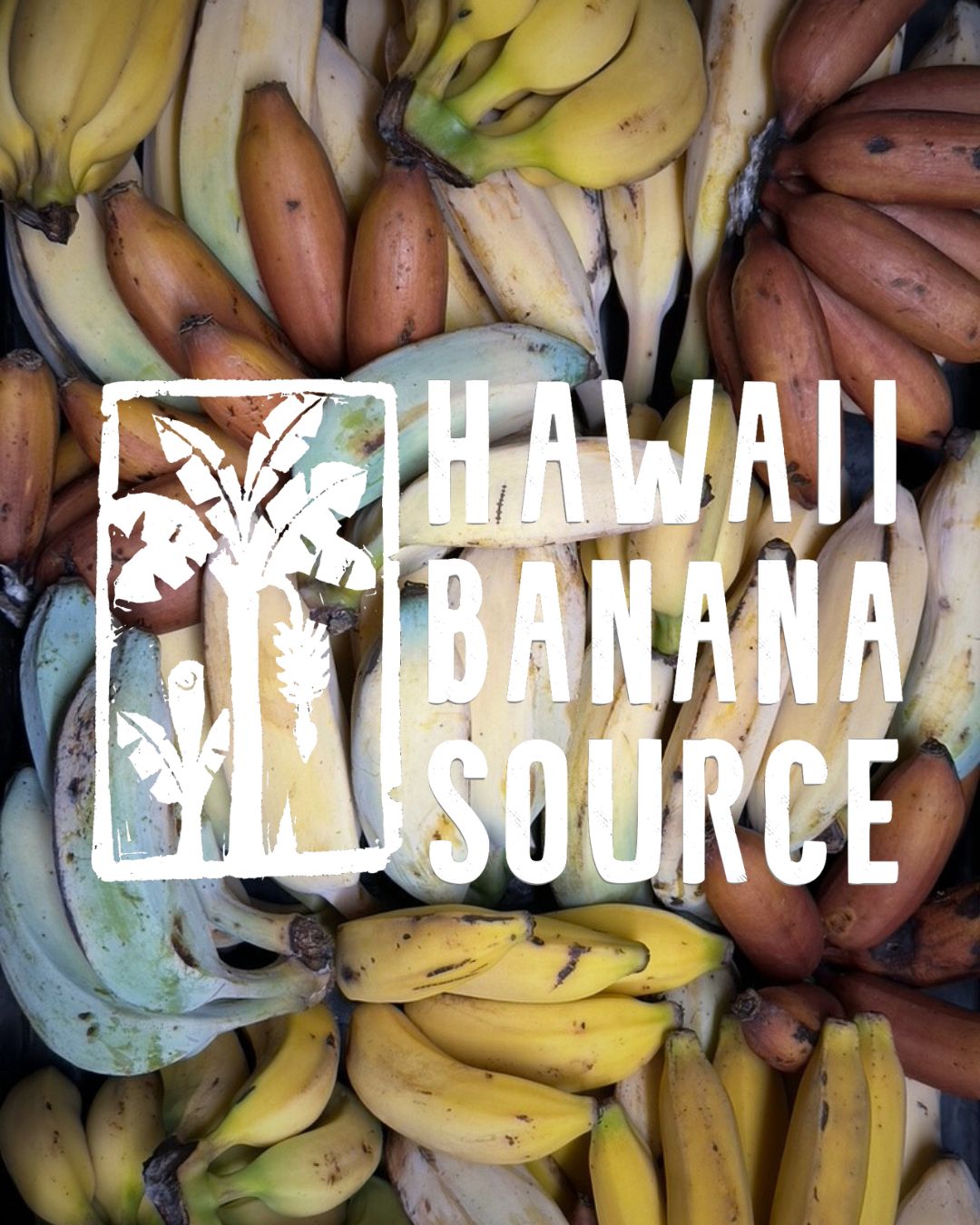 Hawaii Banana Source Farm Tour — O'ahu