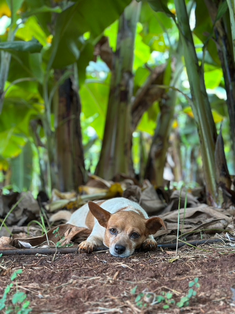 Hawaii Banana Source Farm Tour — O'ahu