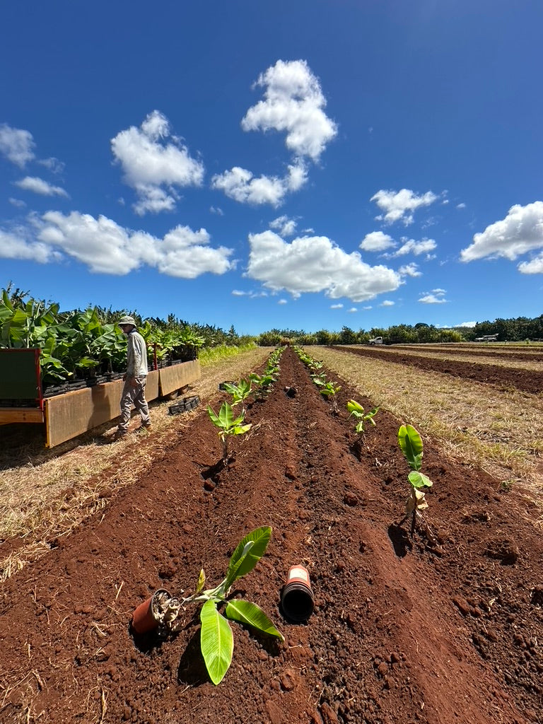Hawaii Banana Source Farm Tour — O'ahu