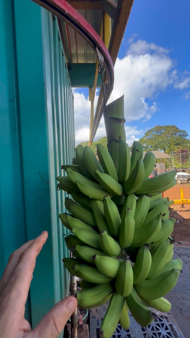 Hawaii Banana Source Farm Tour — O'ahu