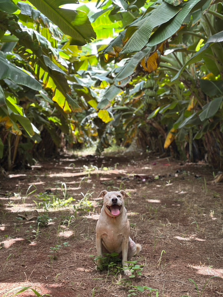 Hawaii Banana Source Farm Tour — O'ahu