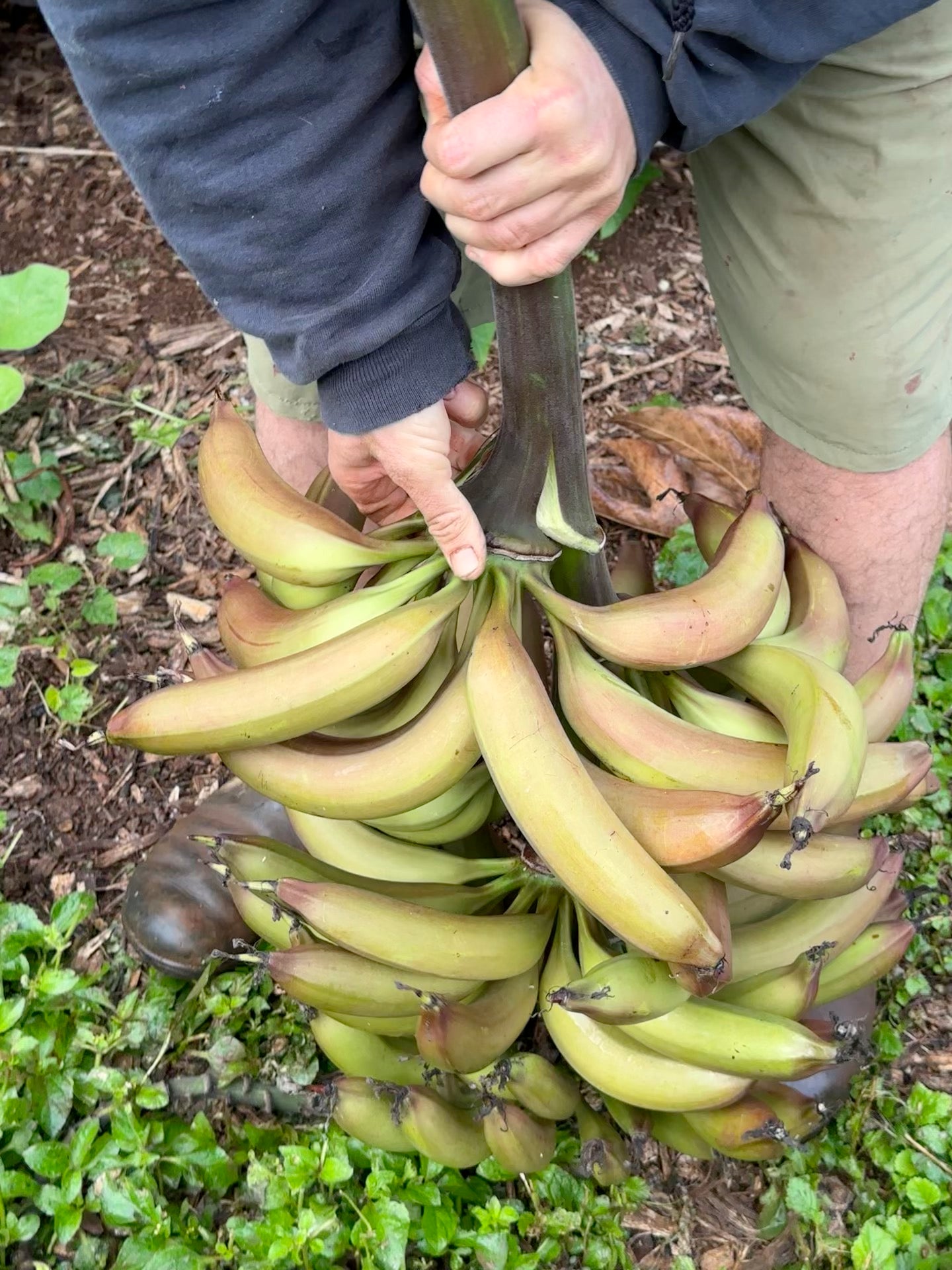 Hawaii Banana Source Farm Tour — O'ahu