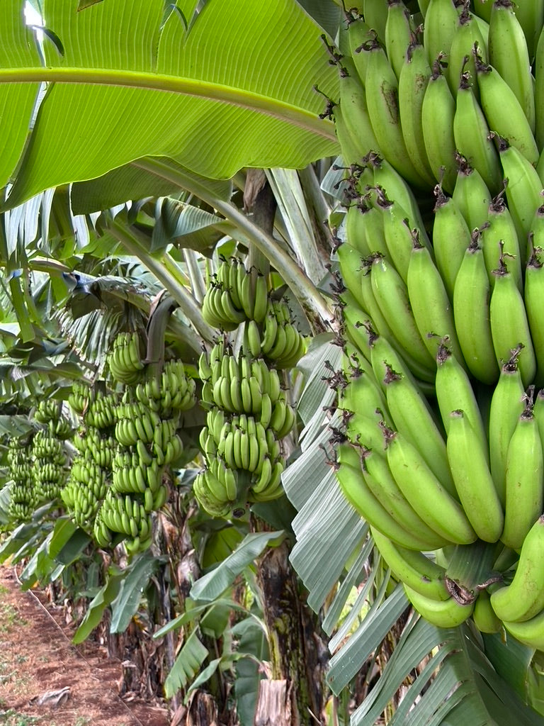 Hawaii Banana Source Farm Tour — O'ahu
