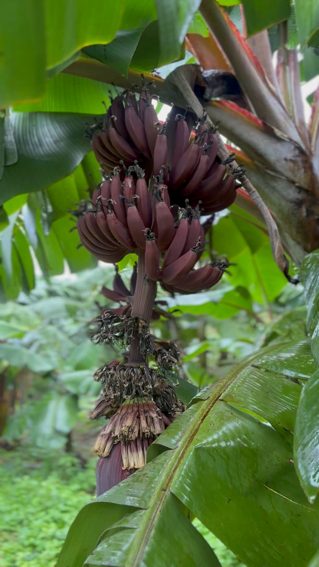 Hawaii Banana Source Farm Tour — O'ahu