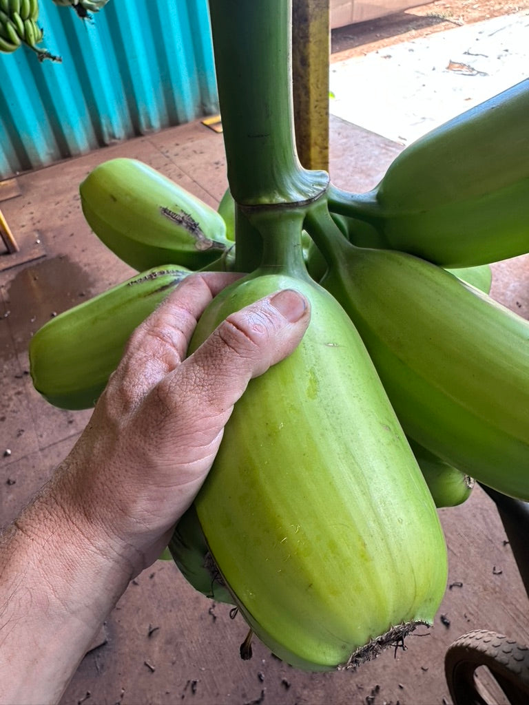 Hawaii Banana Source Farm Tour — O'ahu