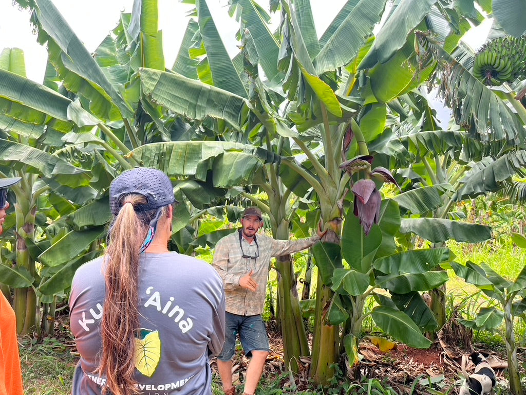 Hawaii Banana Source Farm Tour — O'ahu