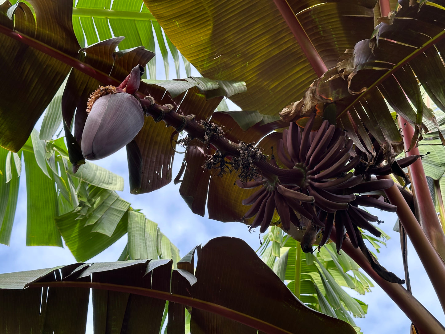 Malaysian Blood Keiki