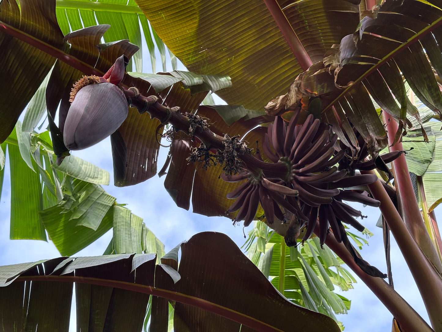 Malaysian Blood Keiki