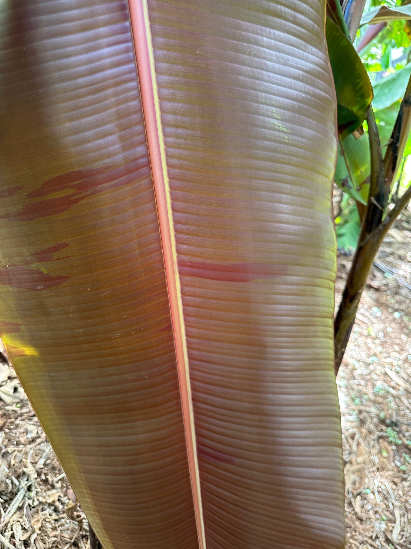 Malaysian Blood Keiki